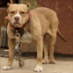 Dangerous Dog Breeds